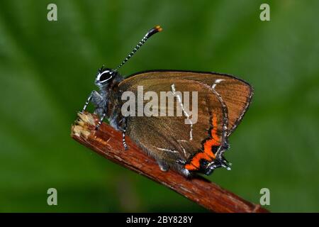 White Letter Hairstreak farfalla, raro e in via di estinzione nel Regno Unito, i pilastri della cucina che si affidano a Elm come pianta alimentare. Foto Stock