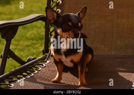 chihuahua - cane piccolo. Chihuahua in una sedia. Cane animale domestico tricolore nero-marrone-bianco. Il cane è seduto su una poltrona beige. Foto Stock