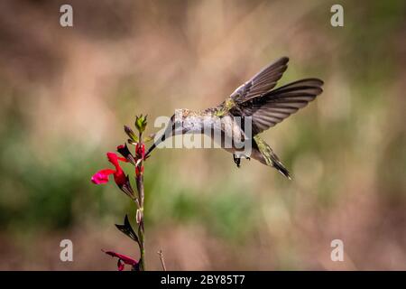 Femmina di colibrì con ninning nero che si nutra su un fiore di salvia rosso Foto Stock