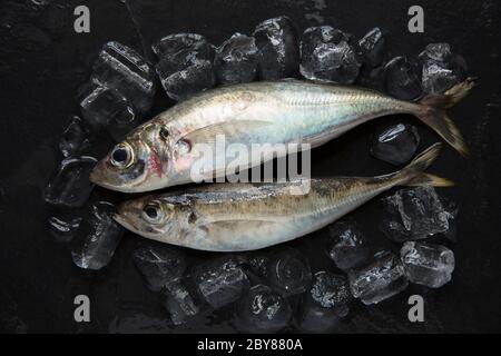 Due scad crudi, non cotti, o sugarello di cavallo, Trachurus trachurus, che sono stati catturati sulla canna e linea dalla spiaggia di Chesil. Presentato con ghiaccio su un'ardesia scura Foto Stock