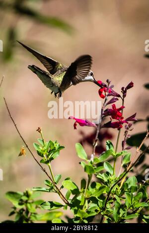 Femmina di colibrì con ninning nero che si nutra su un fiore di salvia rosso Foto Stock