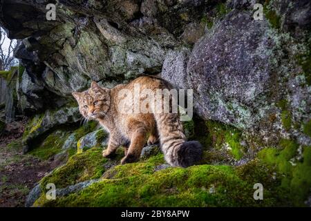Gatto selvatico europeo sul punto di marcatura nella Repubblica Ceca Foto Stock