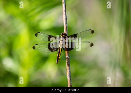 Vedova skimmer libellula poggiante su un ramoscello Foto Stock