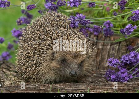 Hedgehog (nome scientifico: Erinaceus Europaeus) in habitat naturale giardino con lavanda colorata fiorente. Primo piano. Orizzontale. Spazio per la copia Foto Stock