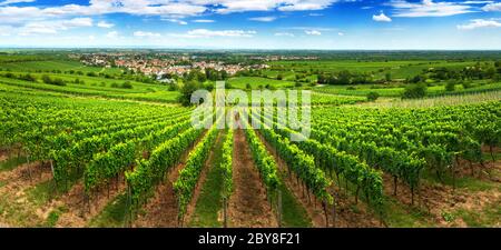 Panoramic green vineyard landscape in Pfalz, Germany, with blue sky and rows of grapevine on a hill, with view into the vast green countryside Foto Stock