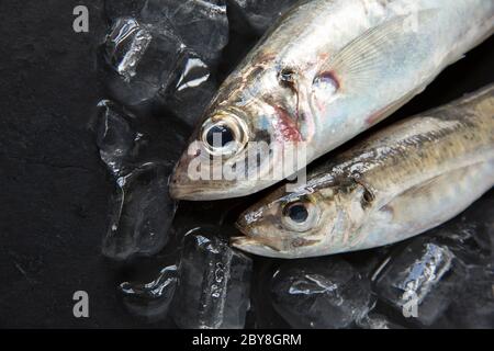 Due scad crudi, non cotti, o sugarello di cavallo, Trachurus trachurus, che sono stati catturati sulla canna e linea dalla spiaggia di Chesil. Presentato con ghiaccio su un'ardesia scura Foto Stock