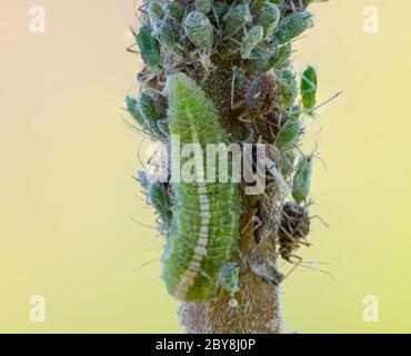 Coccinellidae, una larva, siede su un ramo e mangia afidi. Foto Stock