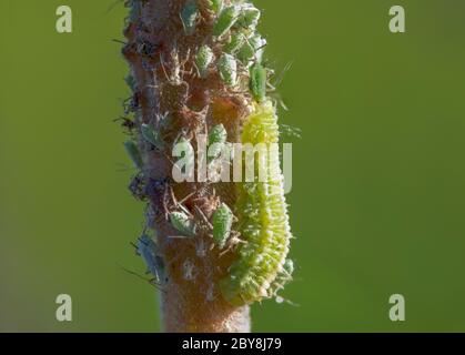 Coccinellidae, una larva, siede su un ramo e mangia afidi. Foto Stock