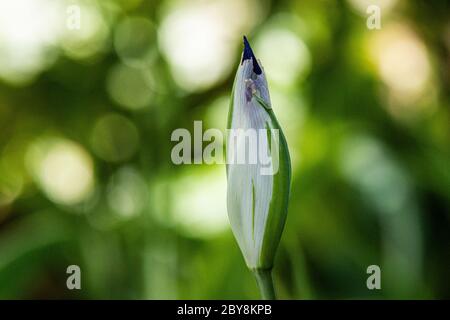 Un bocciolo di fiori di un iride giapponese variegato (Iris laevigata 'variegata') Foto Stock