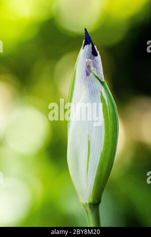 Un bocciolo di fiori di un iride giapponese variegato (Iris laevigata 'variegata') Foto Stock