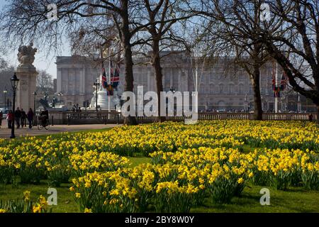Buckingham Palace attraverso gli alberi con Spring Daffodils, Londra, Inghilterra, Regno Unito Foto Stock