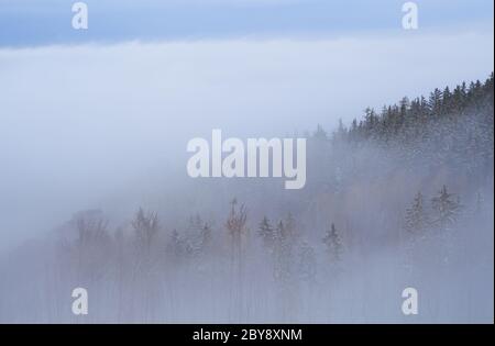 foresta in nebbia densa Foto Stock