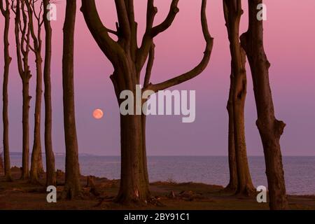 Faggi, modellati da forti venti marini, a Ghost Wood / Gespensterwald lungo la spiaggia del Mar Baltico a Nienhagen, Meclemburgo-Vorpommern, Germania Foto Stock