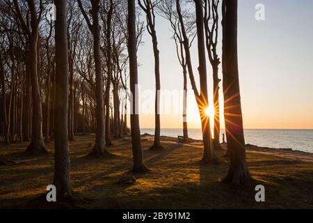 Faggi, modellati da forti venti marini, a Ghost Wood / Gespensterwald lungo la spiaggia del Mar Baltico a Nienhagen, Meclemburgo-Vorpommern, Germania Foto Stock