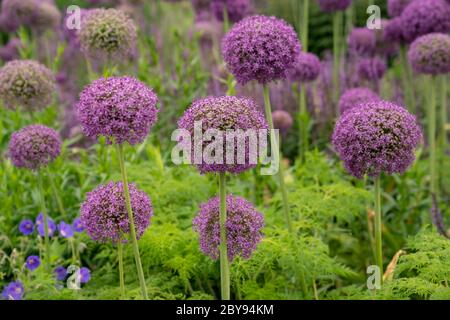 Allium gigante (Allium giganteum) Foto Stock
