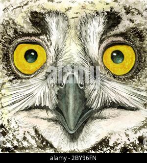 Eagle-owl (Bubo bubo) faccia. Chiamato anche aquila-gufo eurasiatico o aquila-gufo europeo. Foto Stock