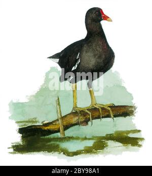 Comune moorhen (gallinula chloropus) su un ramo, anche noto come gallina o pollo palude. Foto Stock