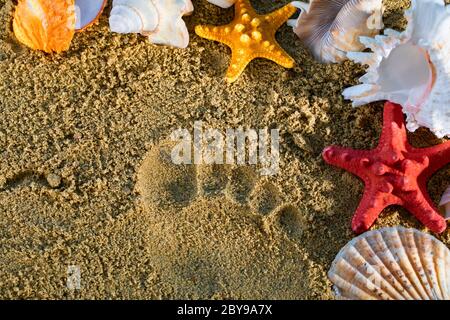 Una traccia sul cigolio di un piede umano impresso. La conchiglia e le stelle marine si trovano sulla spiaggia. Foto Stock