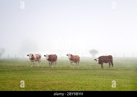 mucche alpine in nebbia Foto Stock