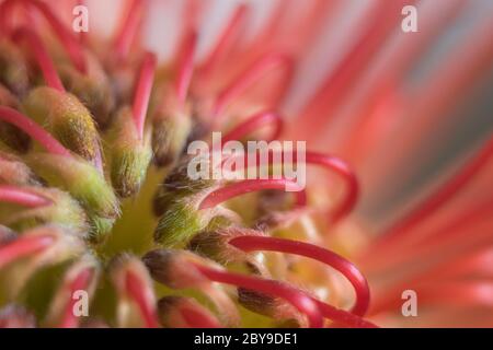 Macro-opname van een rode protea-bloem. Foto Stock