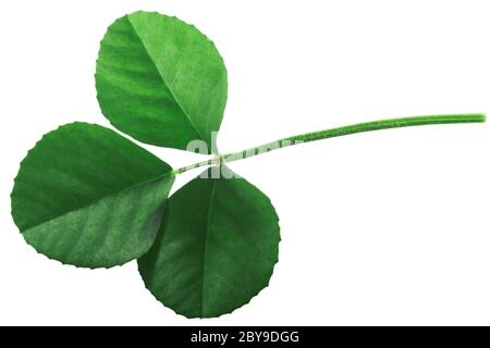 Foglia di fenugreek (Trigonella corniculata) isolata Foto Stock