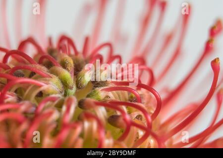 Macro-opname van een rode protea-bloem. Foto Stock
