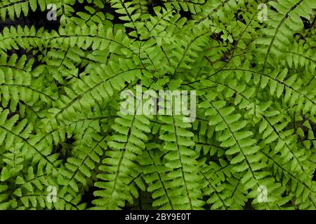 Northern Maidenhair Fern, Adiantum Pedatum, nei laghi canadesi nel Michigan centrale, Stati Uniti Foto Stock