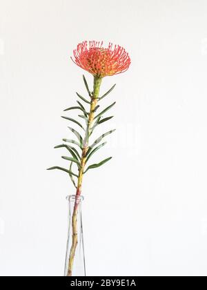 Rode protea-bloem op een glazen vaas tegen een witte achtergrond. Foto Stock