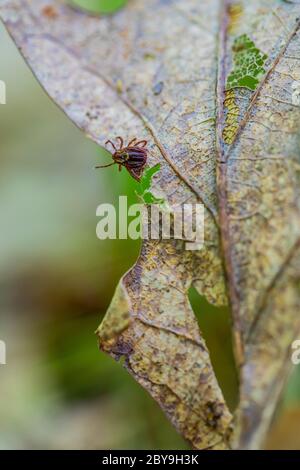 American Dog Tick, Dermacentor variabilis, su foglie di quercia caduto lungo il sentiero nel mese di giugno nel lago di Loda Wildflower Sanctuary, Huron-Manistee National Forest, l Foto Stock