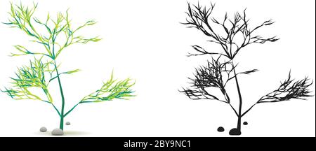Impianto idrico di alghe con pietre isolate su bianco con silhouette in Vector Illustrazione Vettoriale