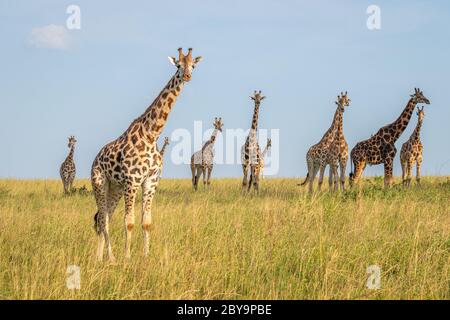 Una giraffa di Rothschild torre ( Giraffa camelopardalis rothschildi) in una bella luce, Murchison Falls National Park, Uganda. Foto Stock