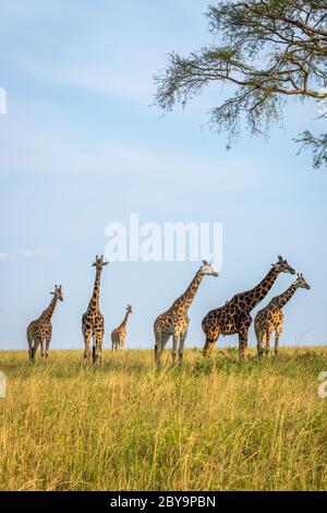 Una giraffa di Rothschild torre ( Giraffa camelopardalis rothschildi) in una bella luce, Murchison Falls National Park, Uganda. Foto Stock