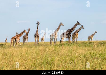 Una giraffa di Rothschild torre ( Giraffa camelopardalis rothschildi) in una bella luce, Murchison Falls National Park, Uganda. Foto Stock