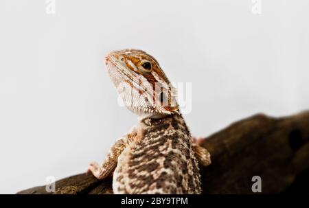 Rosso drago barbuto su sfondo bianco. Foto Stock