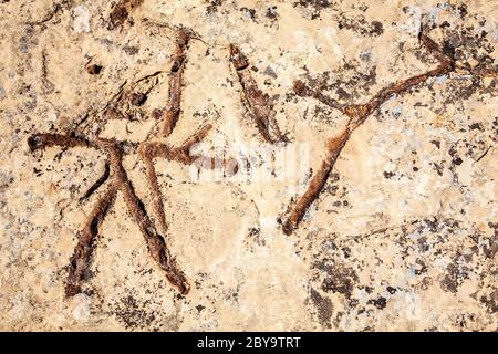 NM00590-00...NEW MEXICO - formazioni fossili di antichi scampi di gamberi lungo il Pueblo Alto Trail nel Parco storico Nazionale della Cultura di Chaco. Foto Stock