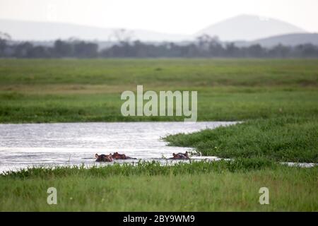 Alcuni ippopotami nel buco d'acqua con molta erba Foto Stock