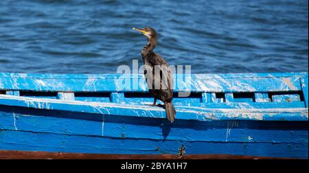 cormorano rilassarsi su un palo di legno in uno stagno nel sud della Sardegna Foto Stock