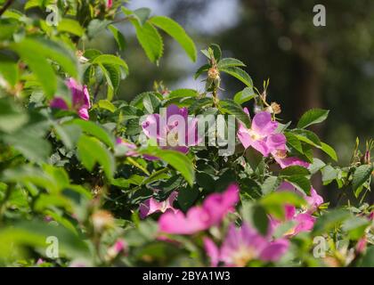 rosa rosa rosa rosa rosa di fiori al sole 5 Foto Stock