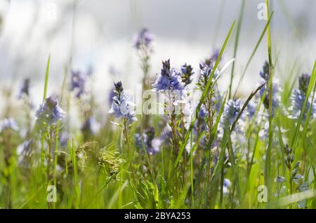 fiori blu delicati in verde fogliame Foto Stock