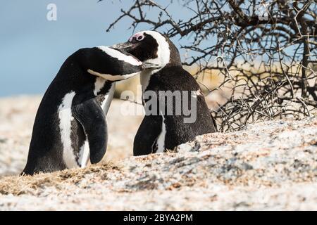 Paia di pinguini jackass africani (Speniscus demersus) durante la stagione di allevamento che si cura o si preparano a Boulders Beach, Città del Capo, Sudafrica Foto Stock