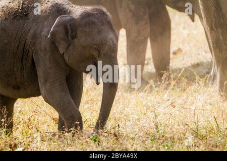 La famiglia degli elefanti asiatici (Elephas maximus) all'interno del Parco Nazionale di Bandipur a Karnataka, India, Asia. Foto Stock