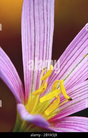 malva alcea moschata Foto Stock
