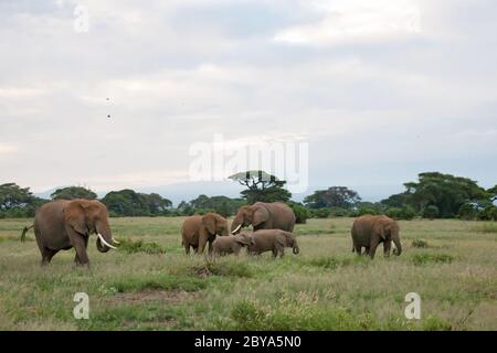 Molti elefanti nella prateria della savana Foto Stock