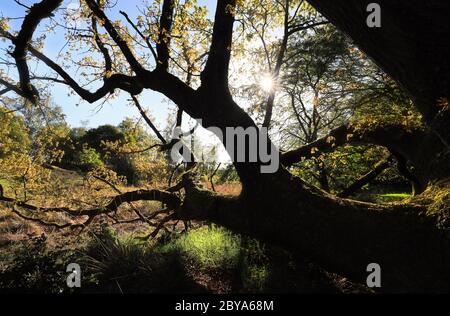 sole attraverso rami di quercia di mattina Foto Stock