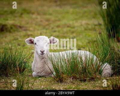 Agnello bianco seduto in un campo. Lancashire, Regno Unito Foto Stock