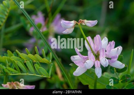 Primo piano su una corona viola fiore di incisione. Profondità di campo bassa. Foto Stock