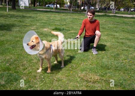 ragazzo che gioca con golden retriever al parco con colletto a cono dopo l'intervento chirurgico Foto Stock