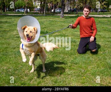 ragazzo che gioca con arrabbiato golden retriever al parco con colletto a cono dopo l'intervento chirurgico Foto Stock