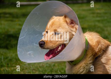 golden retriever con collare conico nel parco Foto Stock