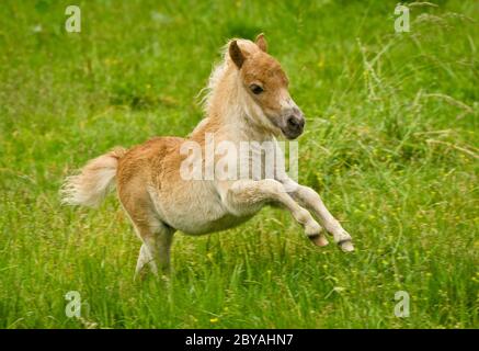 Un neonato piccolo fale di castagno di un pony shetland è galoppante allegro solo nel prato Foto Stock